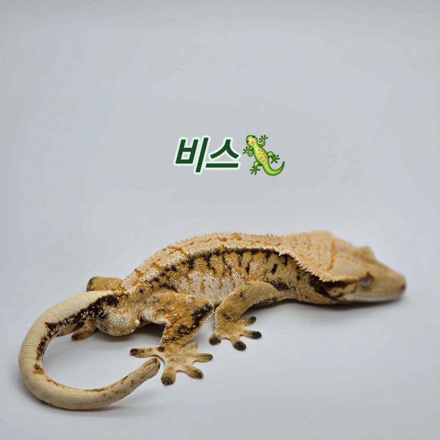 비스