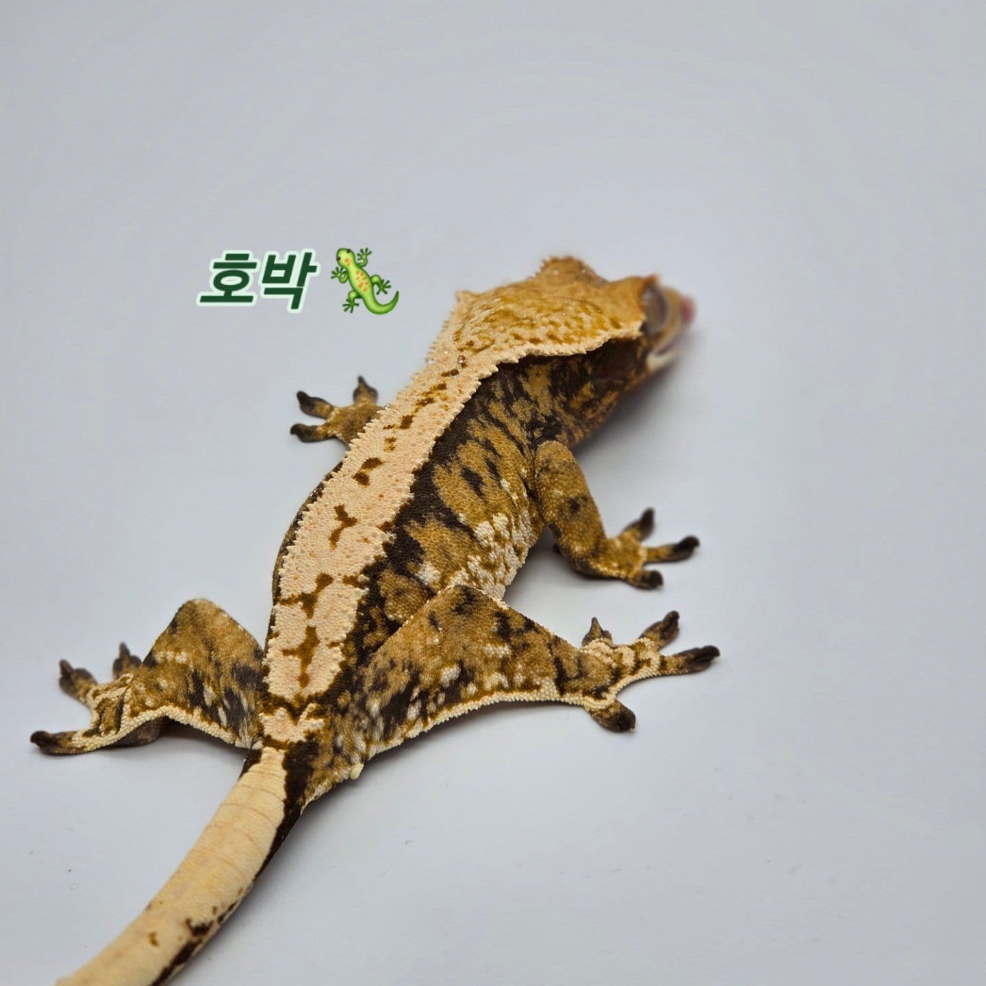 호박