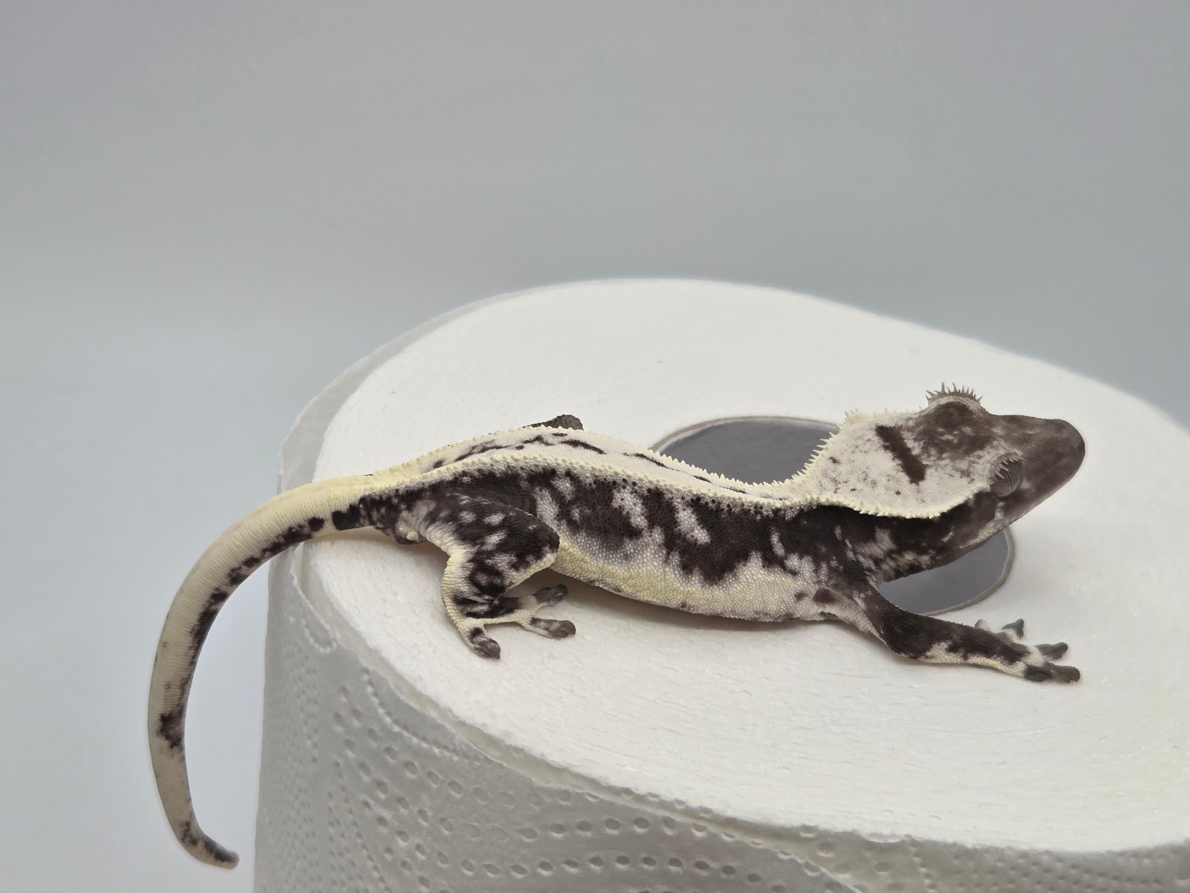 Axanthic